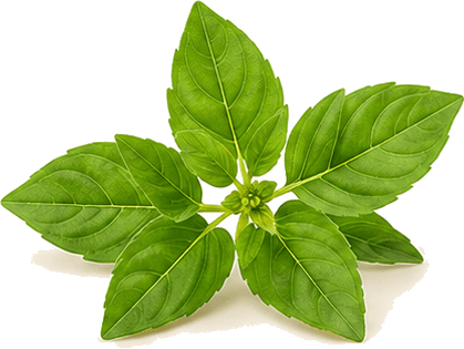 Tulsi (Holy Basil)