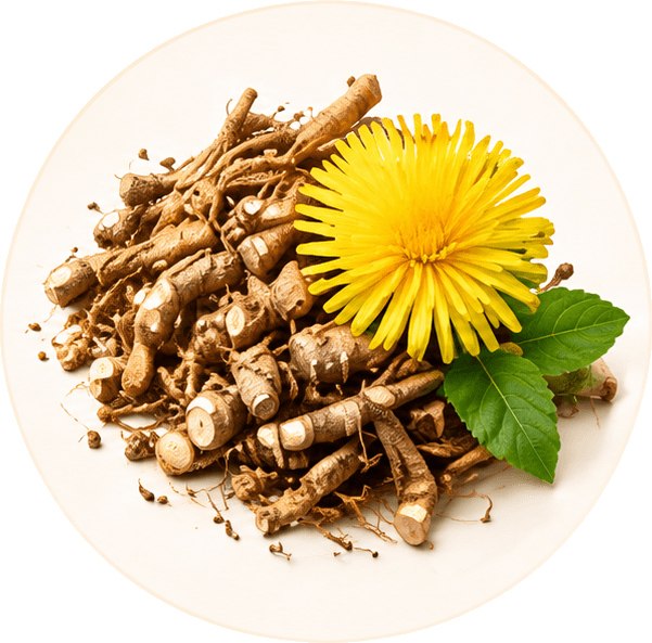 Dandelion Root